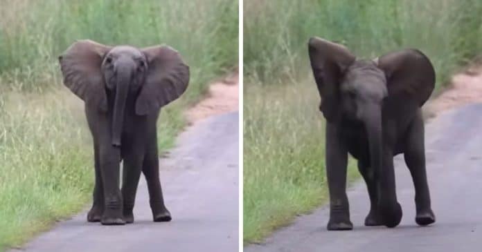 VÍDEO: Bebê elefante encanta ao fazer “dança” adorável sem saber que está sendo filmado