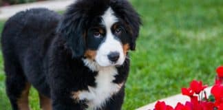 Alerta urgente para donos de pets: cãozinho quase morre depois de comer guloseima de Páscoa
