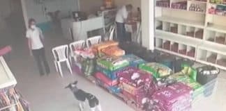 VÍDEO: Cachorro ferido surpreende ao pedir ajuda em clínica veterinária