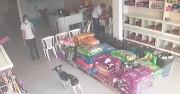 VÍDEO: Cachorro ferido surpreende ao pedir ajuda em clínica veterinária