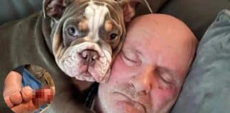 Filhote de Bulldog mastigou o dedo do dono “até o osso” e salvou a perna dele