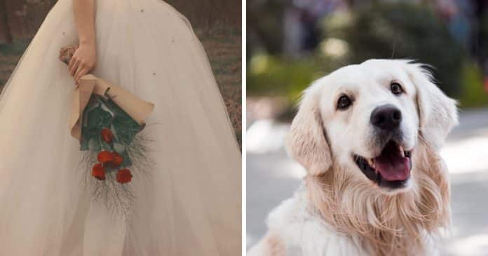 Homem cancela casamento após noiva quase matar o seu cachorro