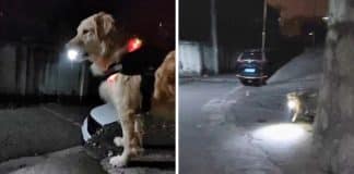 Cão todas as noites espera por sua dona com lanterna na rua para protegê-la no caminho até a casa