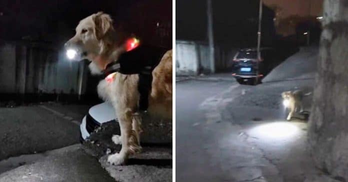 Cão todas as noites espera por sua dona com lanterna na rua para protegê-la no caminho até a casa