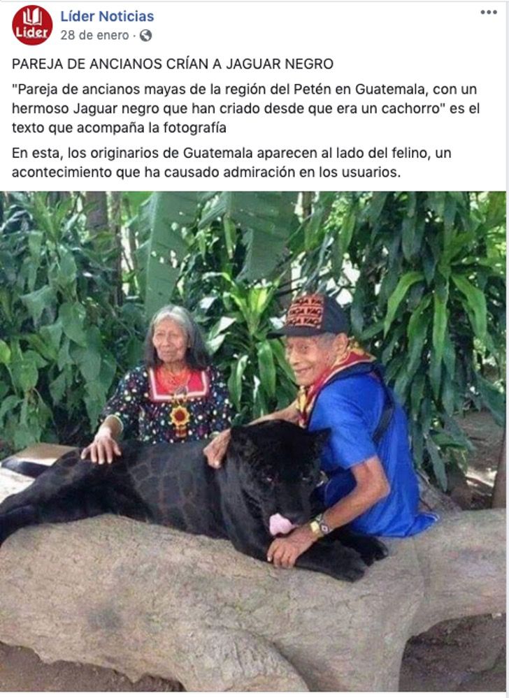 sabiaspalavras.com - Casal de idosos maias criaram uma onça preta desde um filhote, mostrando sua conexão com a natureza