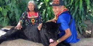 Casal de idosos maias criaram uma onça preta desde um filhote, mostrando sua conexão com a natureza