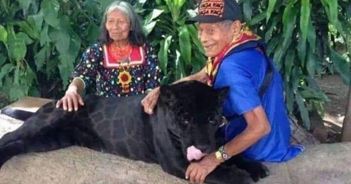 Casal de idosos maias criaram uma onça preta desde um filhote, mostrando sua conexão com a natureza