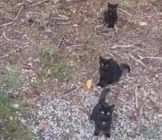 Você tem olhos de águia se conseguir identificar os 4 gatos na foto