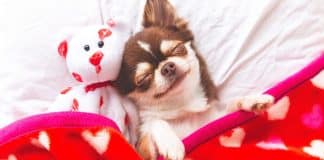 Conheça as posições que os cães dormem e o que elas significam