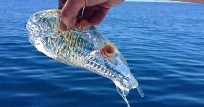 Criaturas que parecem de plástico transparente foram encontradas nas costas italianas e chocam internautas
