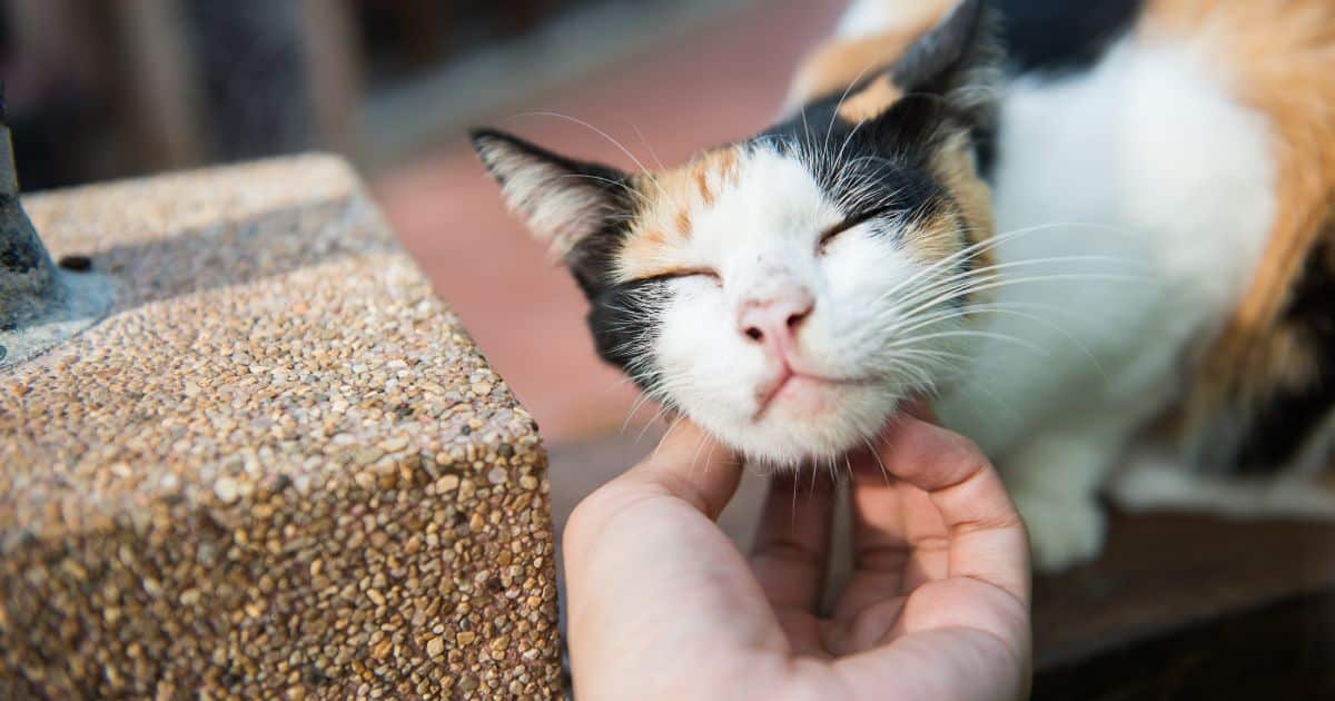 sabiaspalavras.com - Estudos revelam que os gatos tratam seus humanos como pais