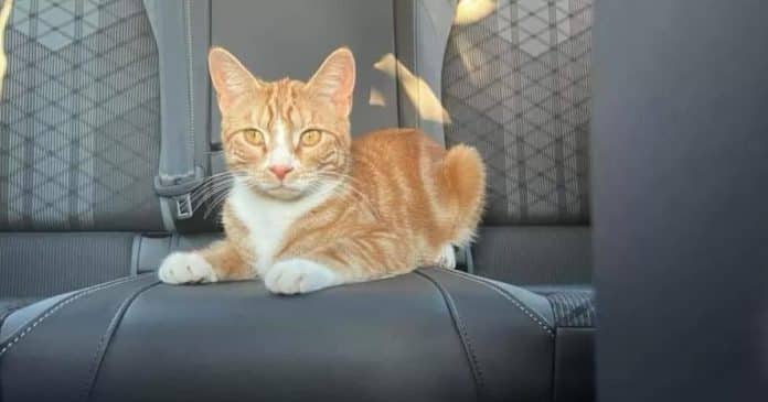 Gato “sem limites” faz viagem de 225km depois de entrar em carros de estranhos