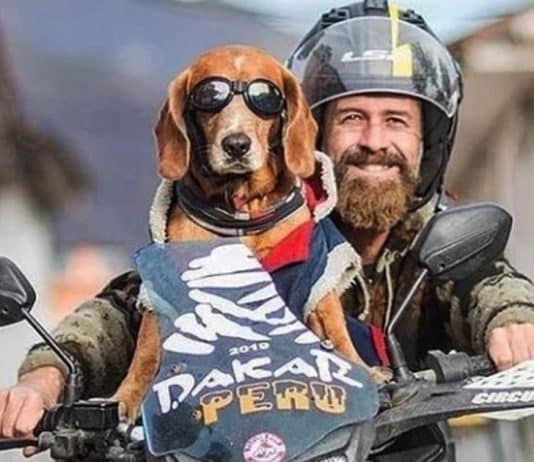 Homem adota cão de rua e juntos já viajaram 15 países em uma moto