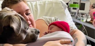 Hospital permite a presença de cão na sala de parto: trouxe apoio e conforto