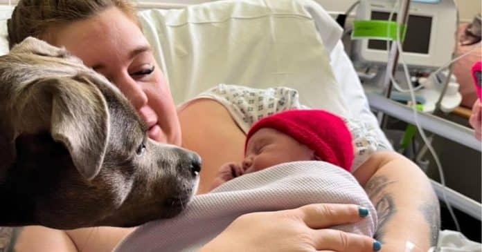 Hospital permite a presença de cão na sala de parto: trouxe apoio e conforto