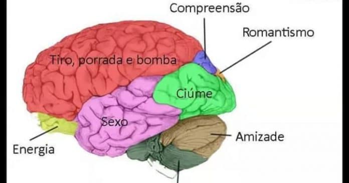 Ilustrações mostram como seria divido o cérebro de cada signo