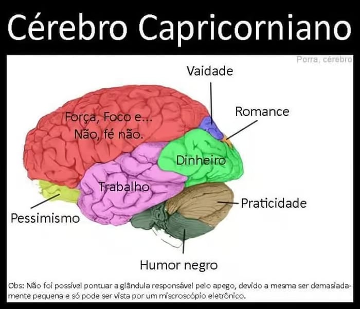 sabiaspalavras.com - Ilustrações mostram como seria divido o cérebro de cada signo