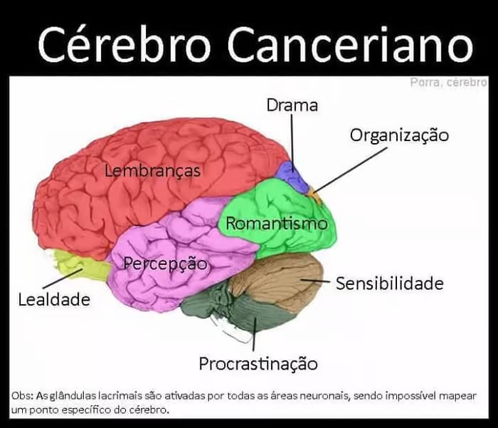 sabiaspalavras.com - Ilustrações mostram como seria divido o cérebro de cada signo