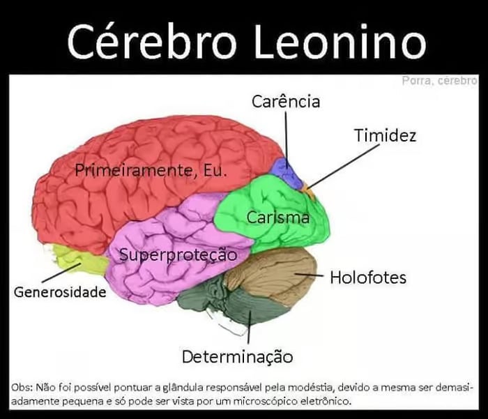 sabiaspalavras.com - Ilustrações mostram como seria divido o cérebro de cada signo