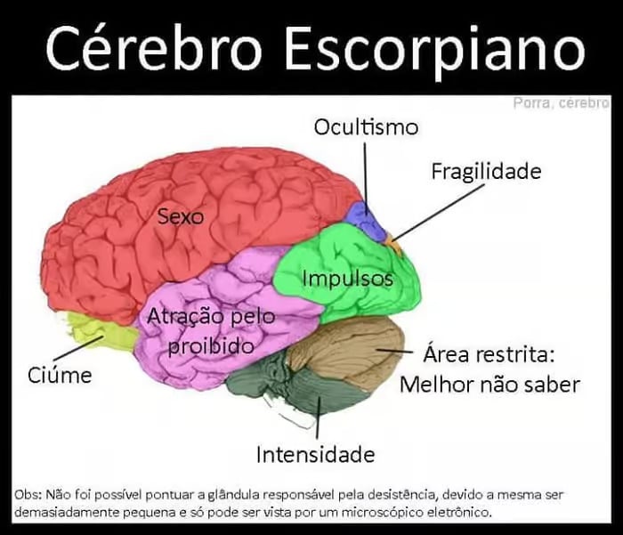 sabiaspalavras.com - Ilustrações mostram como seria divido o cérebro de cada signo