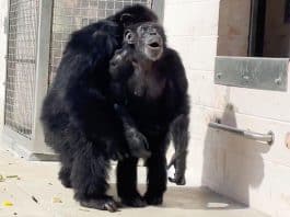 Momento emocionante mostra chimpanzé de 29 anos vendo o céu pela primeira vez na vida