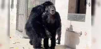 Momento emocionante mostra chimpanzé de 29 anos vendo o céu pela primeira vez na vida