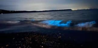 Onda azul brilhante no mar impressiona por sua beleza: ‘É a aurora boreal do oceano’