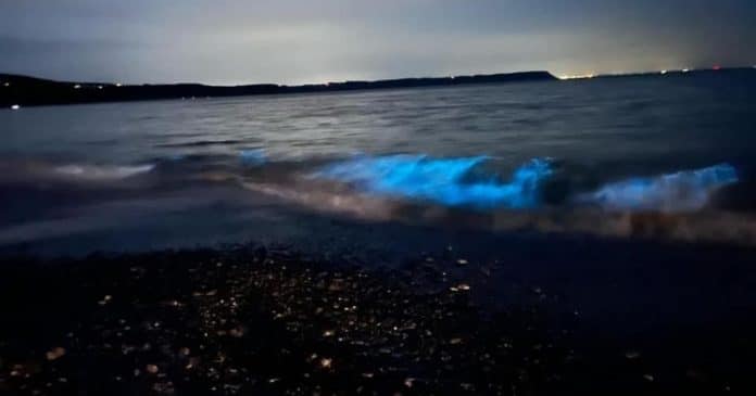 Onda azul brilhante no mar impressiona por sua beleza: ‘É a aurora boreal do oceano’