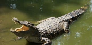 O mistério do ‘parto virgem’: Crocodilo fêmea engravida de si mesma