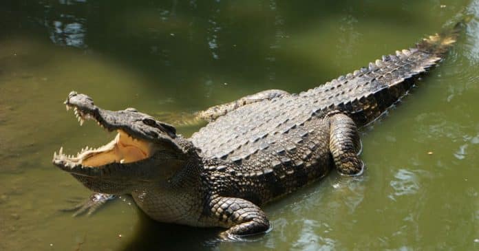 O mistério do ‘parto virgem’: Crocodilo fêmea engravida de si mesma