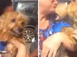 Cão é arremessado de carro em acidente, corre 5 km e volta para seus tutores no Rio