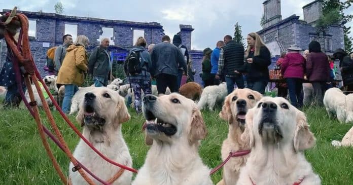 Centenas de golden retrievers se reúnem nas Highlands em evento histórico