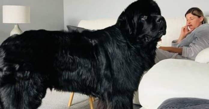 Cachorro gigante que pesa 70 kg custa R$28 mil por ano com cuidados aos donos