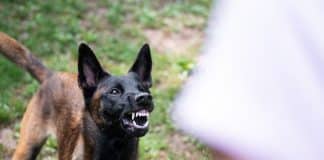 Estudo confirma que cães identificam pessoas que não são de confiança