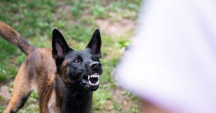 Estudo confirma que cães identificam pessoas que não são de confiança