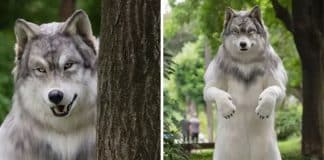 Homem gasta mais de R$100 mil para se tornar um lobo: “Não sou mais humano”