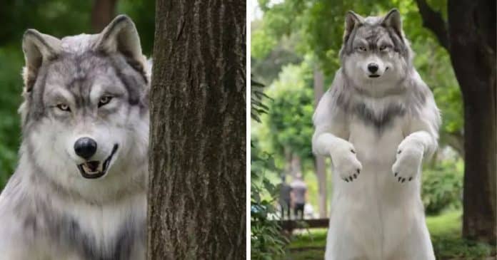 homem-gasta-mais-de-r100-mil-para-se-tornar-um-lobo-nao-sou-mais-humano Homem gasta mais de R$100 mil para se tornar um lobo: “Não sou mais humano”