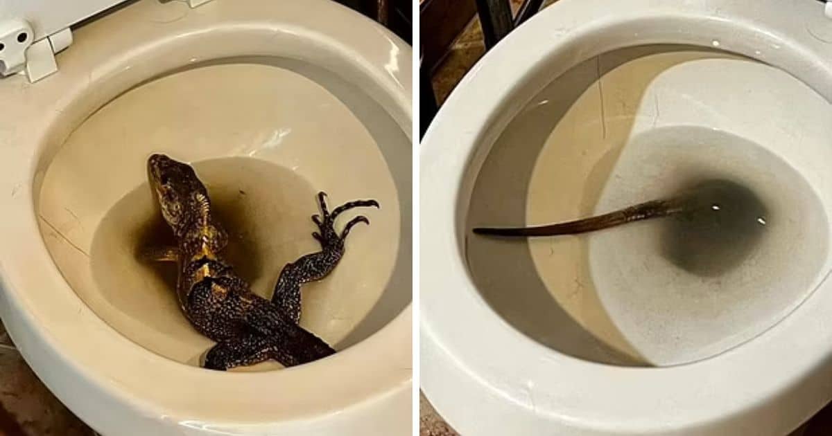 sabiaspalavras.com - Homem vai ao banheiro e se depara com iguana gigante no vaso sanitário