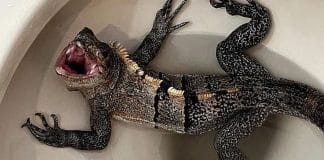 Homem vai ao banheiro e se depara com iguana gigante no vaso sanitário