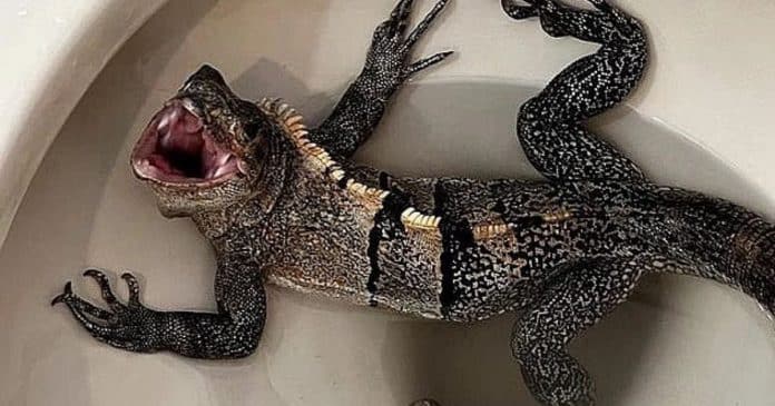 Homem vai ao banheiro e se depara com iguana gigante no vaso sanitário