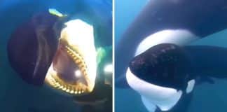 INCRÍVEL: Orca bebê pede ajuda a pescadores para salvar mãe presa em lixo plástico