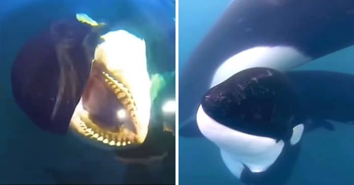 INCRÍVEL: Orca bebê pede ajuda a pescadores para salvar mãe presa em lixo plástico