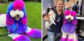 Mulher é criticada por tingir os pelos do seu cachorro de rosa: “Dizem que não é justo”