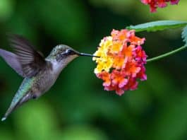 O que significa quando você encontra um beija-flor?