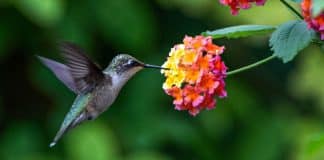 O que significa quando você encontra um beija-flor?