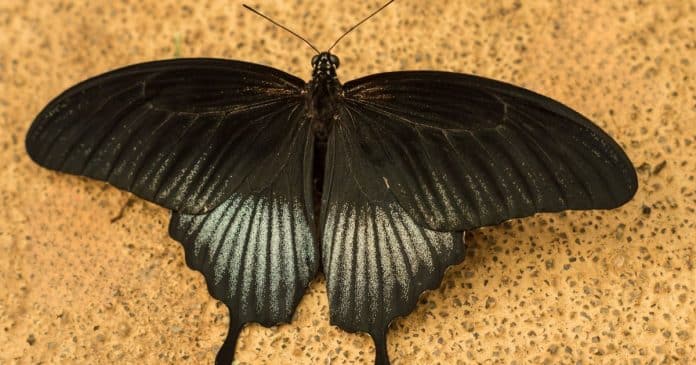 Saiba o significado de receber a visita de uma borboleta preta dentro de casa