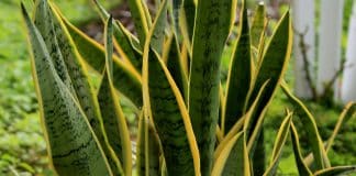 Se você tem essa planta em casa, cuide bem dela pois é poderosa e você não sabia