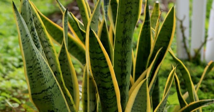 Se você tem essa planta em casa, cuide bem dela pois é poderosa e você não sabia