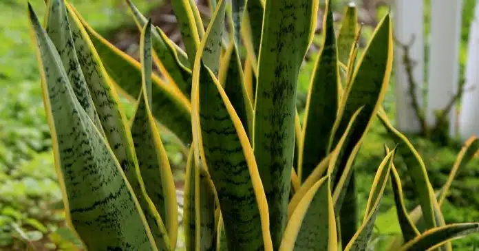 se-voce-tem-essa-planta-em-casa-cuide-bem-dela-pois-e-poderosa-e-voce-nao-sabia Se você tem essa planta em casa, cuide bem dela pois é poderosa e você não sabia