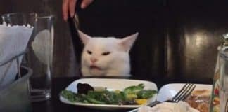 Conheça Smudge: O gato que conquistou a internet com seu meme